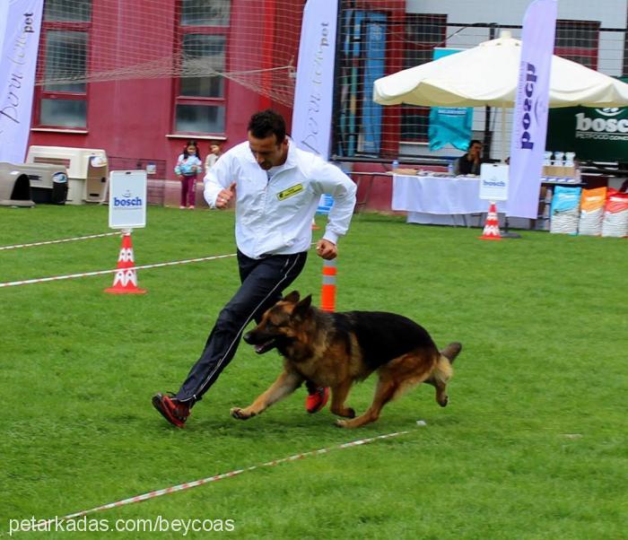 hulkvomfurstenb Erkek Alman Çoban Köpeği