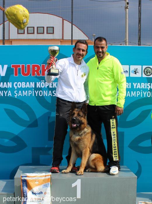 hulkvomfurstenb Erkek Alman Çoban Köpeği