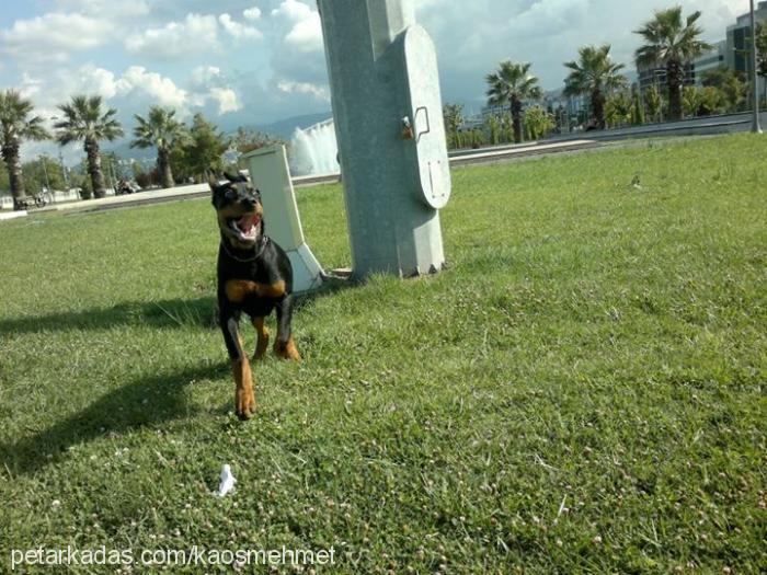 asİl Erkek Rottweiler