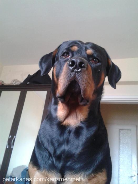 asİl Erkek Rottweiler