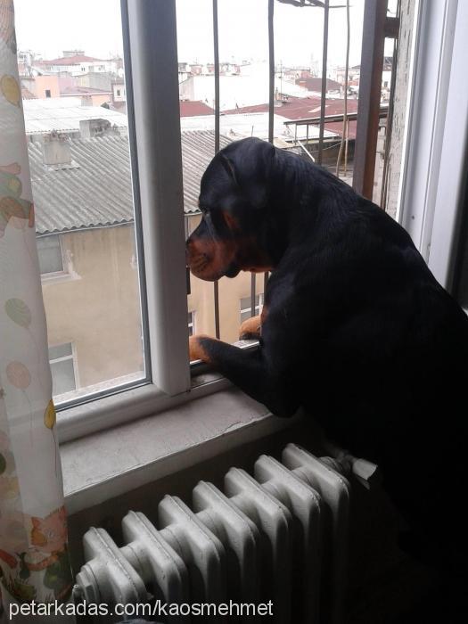 asİl Erkek Rottweiler