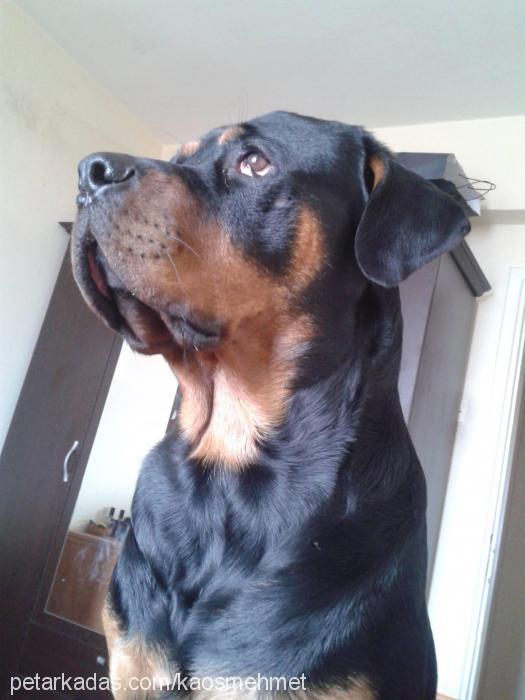 asİl Erkek Rottweiler