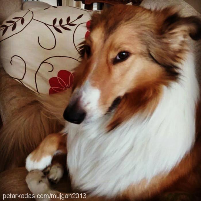 müjgan Dişi Collie