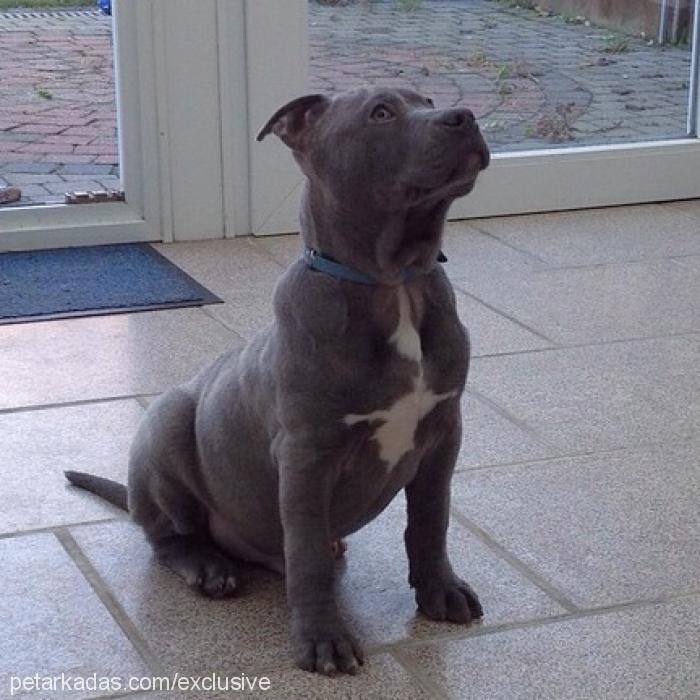 boss Erkek Amerikan Staffordshire Terrier