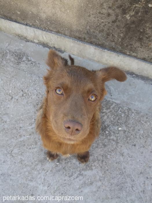 hachİ Dişi Finnish Spitz