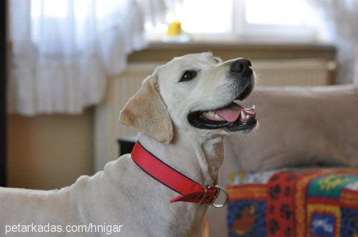 safran Dişi Golden Retriever