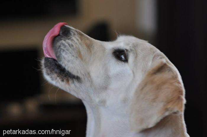 safran Dişi Golden Retriever