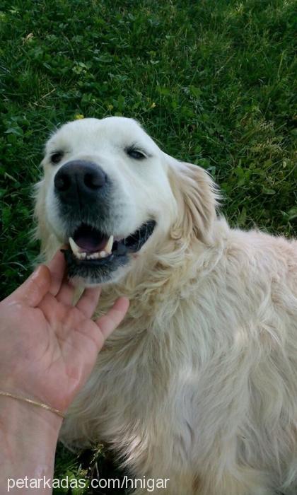 safran Dişi Golden Retriever