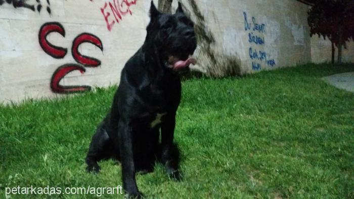 hera Dişi Cane Corso Italiano