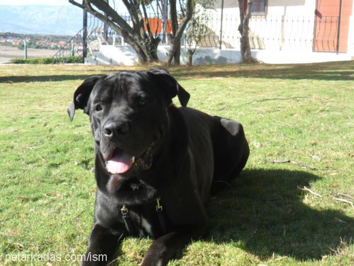 reis Erkek Cane Corso Italiano