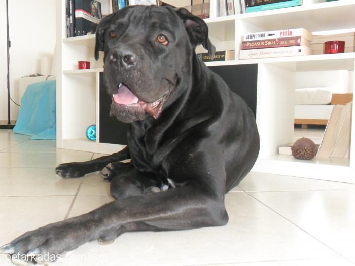 reis Erkek Cane Corso Italiano