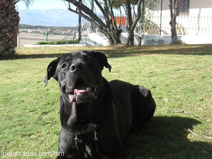 reis Erkek Cane Corso Italiano