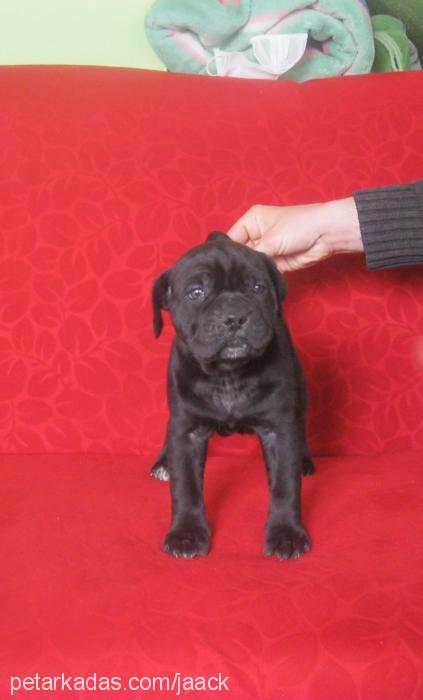 jack Erkek Cane Corso Italiano