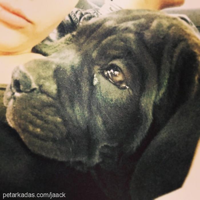 jack Erkek Cane Corso Italiano