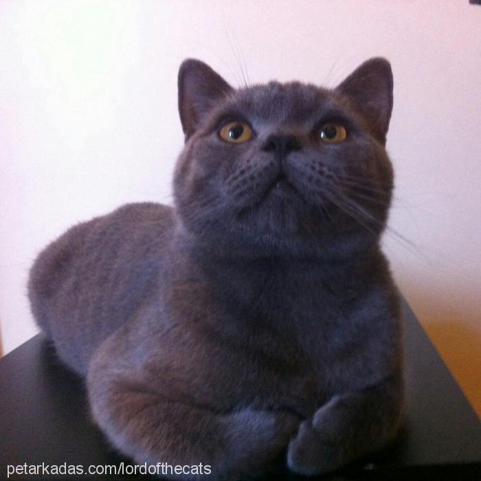 lord Erkek British Shorthair