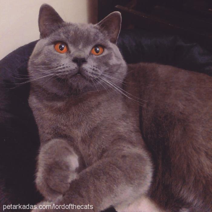 lord Erkek British Shorthair