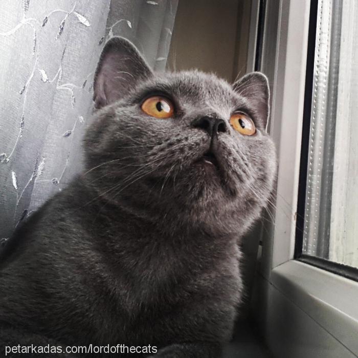 lord Erkek British Shorthair