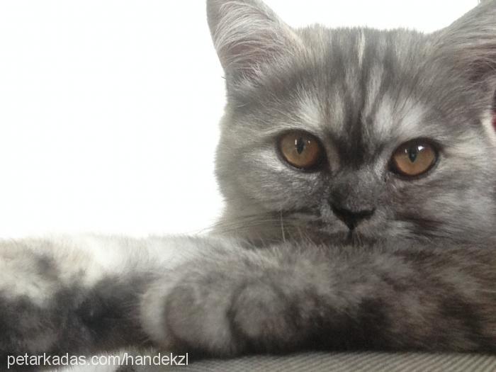 ginny Dişi British Shorthair