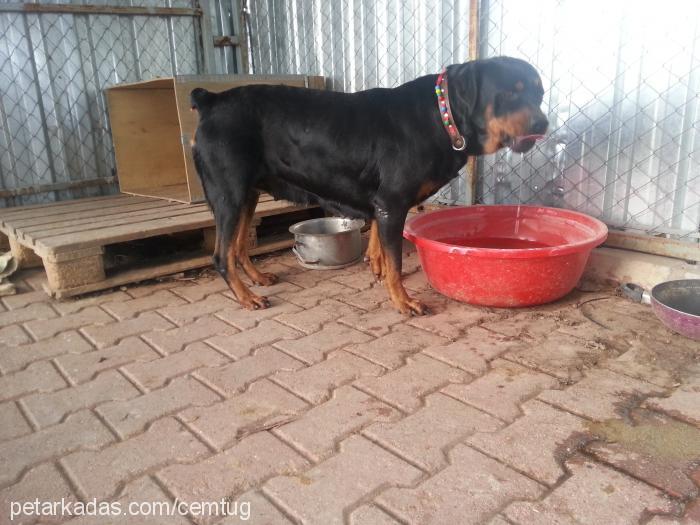 karakız Dişi Rottweiler