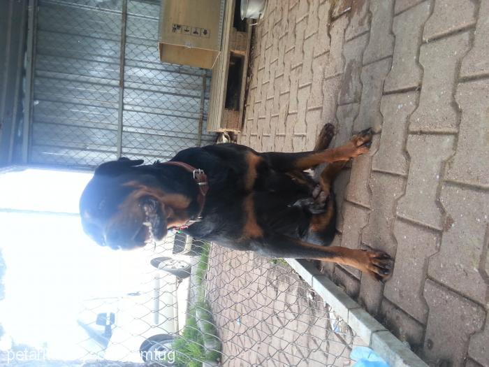 karakız Dişi Rottweiler