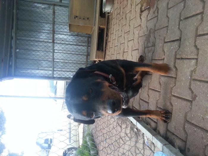 karakız Dişi Rottweiler