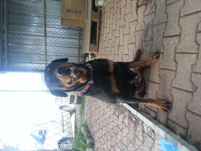 karakız Dişi Rottweiler