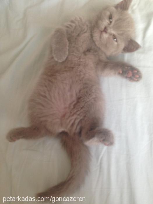 Çakıl Dişi British Shorthair