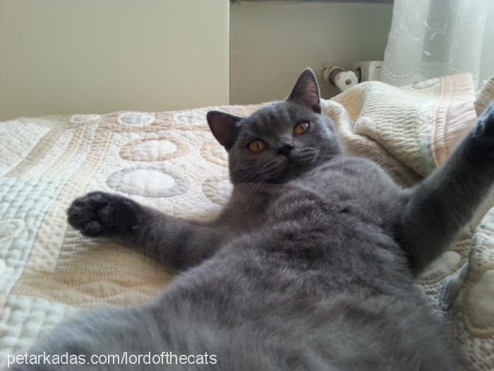 lord Erkek British Shorthair