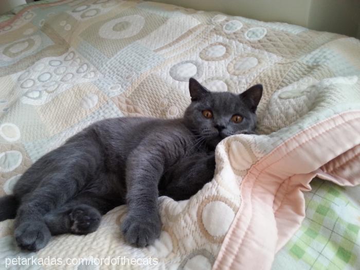 lord Erkek British Shorthair