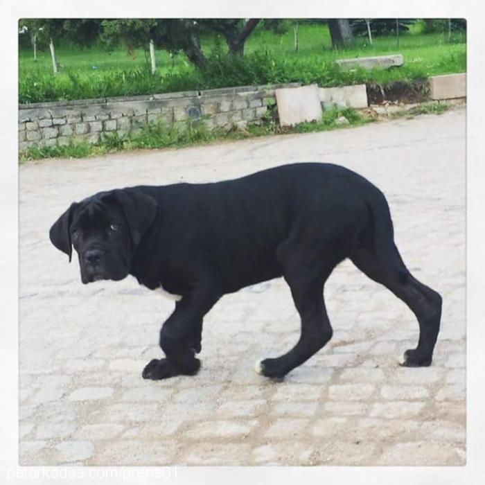 blazeofglory Dişi Cane Corso Italiano