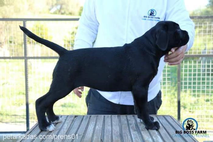 blazeofglory Dişi Cane Corso Italiano