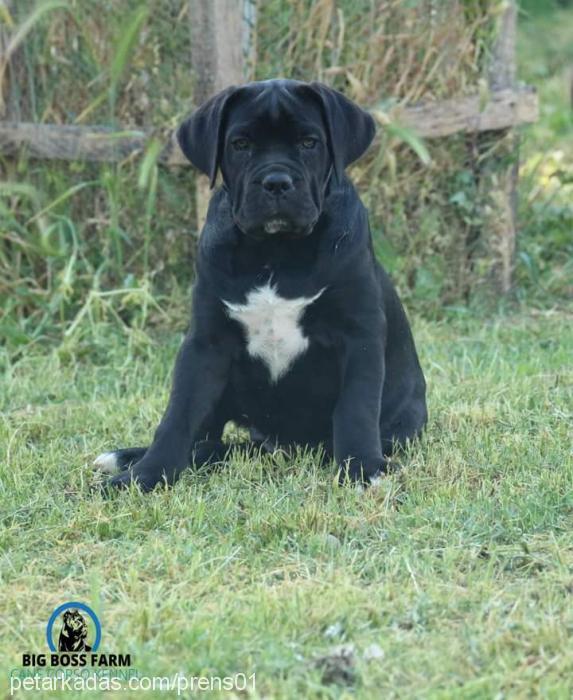 blazeofglory Dişi Cane Corso Italiano