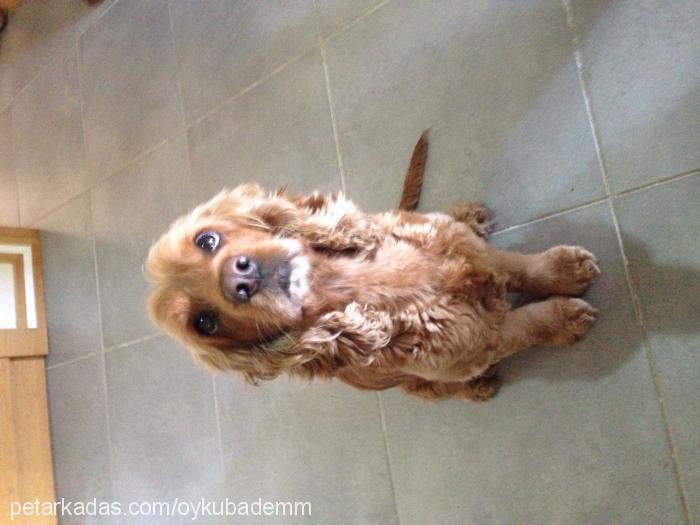 badem Dişi İngiliz Cocker Spaniel