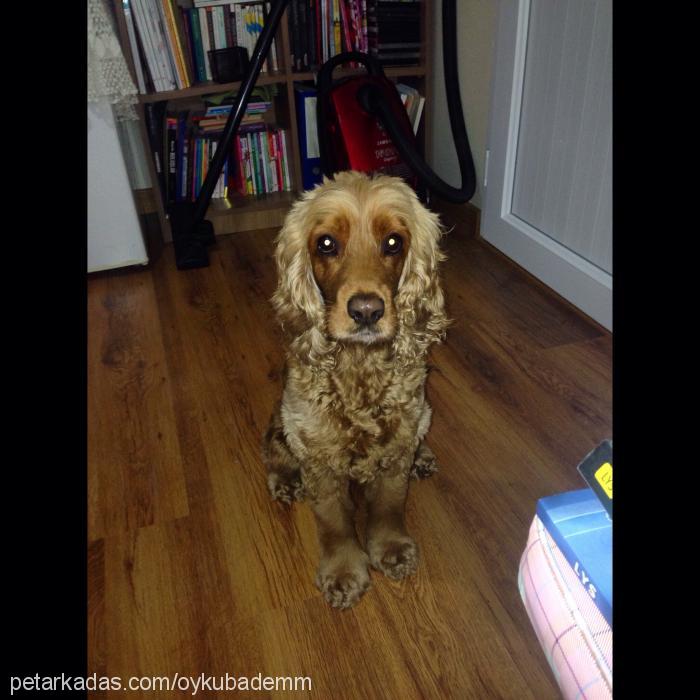 badem Dişi İngiliz Cocker Spaniel