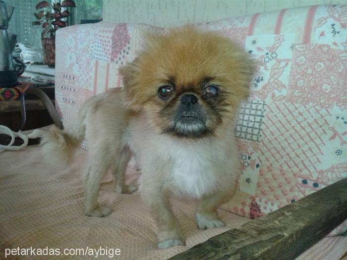 boza Erkek Pekingese