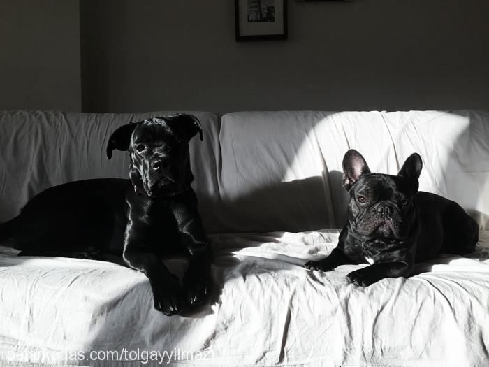 zoe Dişi Cane Corso Italiano