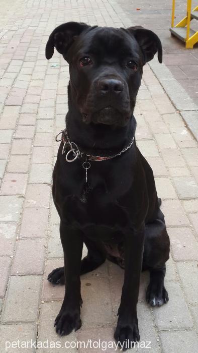 zoe Dişi Cane Corso Italiano