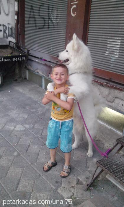 Çapkın Erkek Samoyed