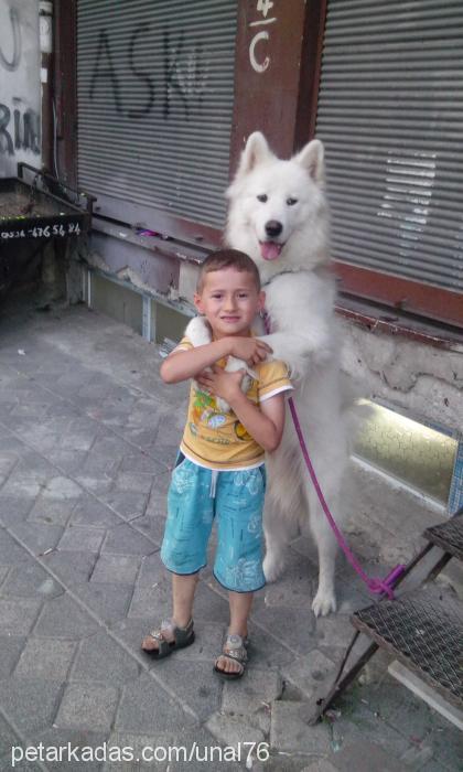 Çapkın Erkek Samoyed