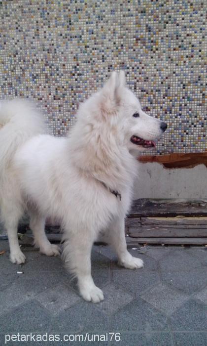 Çapkın Erkek Samoyed