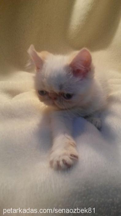 berdus Dişi Exotic Shorthair