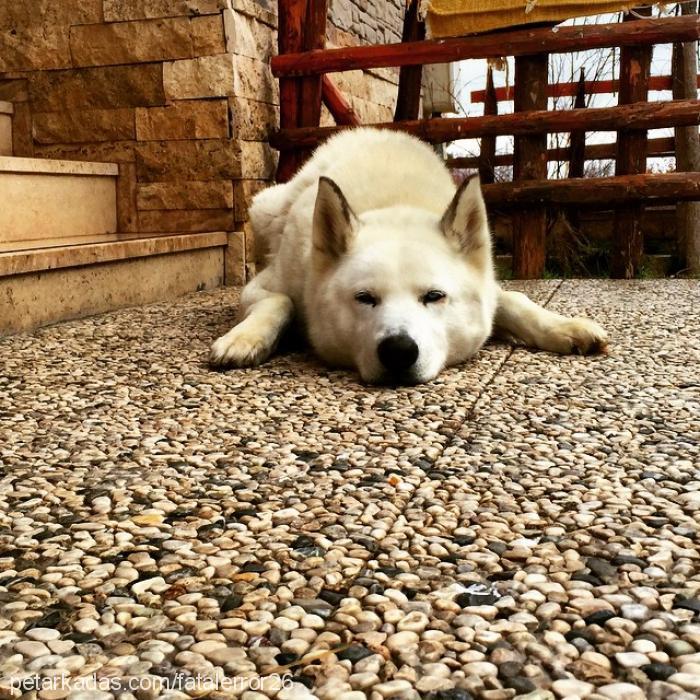 boğaç Erkek Sibirya Kurdu (Husky)