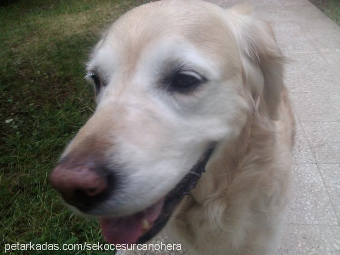 Şeker Dişi Golden Retriever