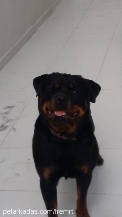 maya Dişi Rottweiler