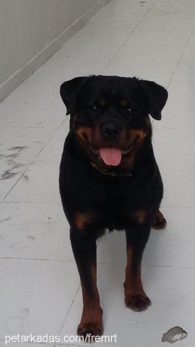 maya Dişi Rottweiler