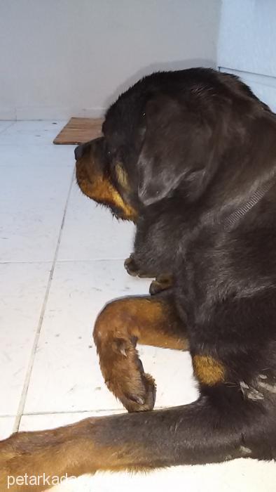 maya Dişi Rottweiler