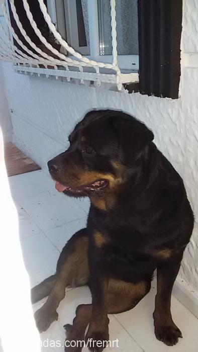 maya Dişi Rottweiler