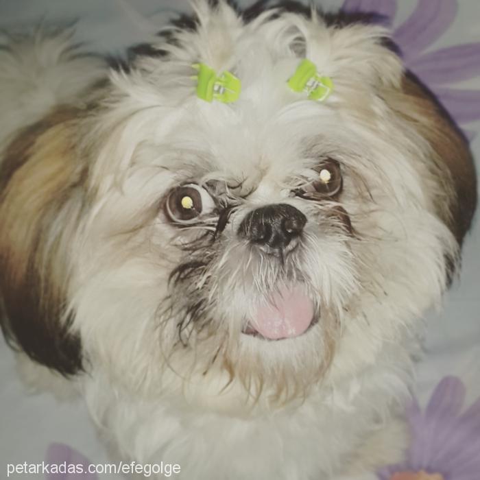 mİa Erkek Shih-Tzu