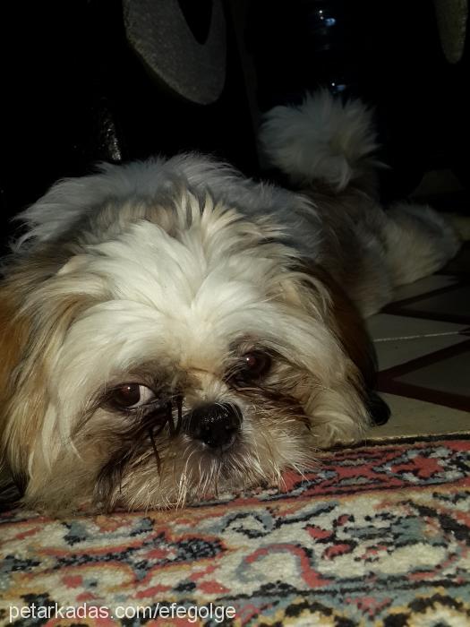 mİa Erkek Shih-Tzu