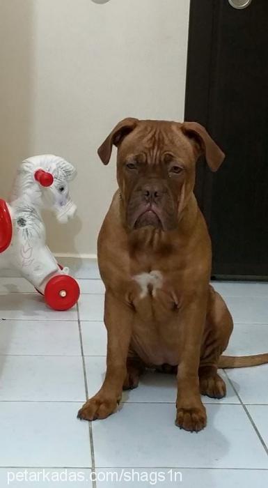 mira Dişi Fransız Mastiff